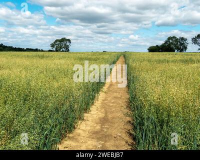 Well maintained, straight and clear footpath across farm field of oats, July, near Burrough on the Hill, Leicestershire, England, UK Stock Photo