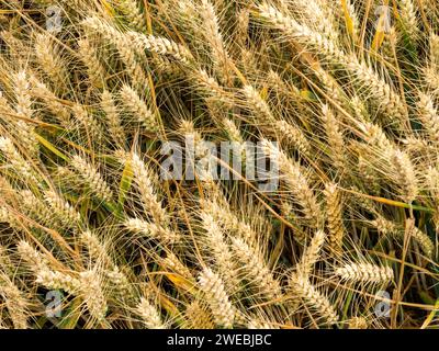 Closeup of ripe ears of barley cereal crop ready for harvesting in farm 'corn' field in July, Leicestershire, England, UK Stock Photo