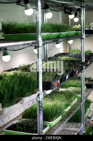 Sprouting containers at a microgreen farm. Stock Photo