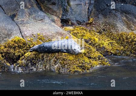 Harbor seal at Resurrection Bay, Alaska, US Stock Photo