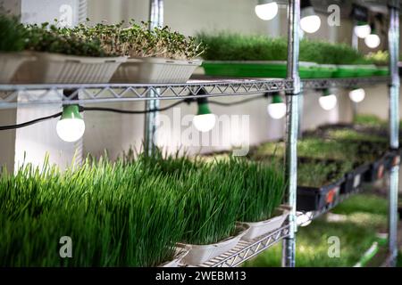 Sprouting containers at a microgreen farm. Stock Photo