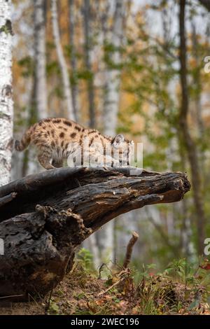 Cougar Kitten (Puma concolor) Crawls Out on Log Autumn - captive animal Stock Photo