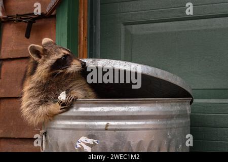 Raccoon (Procyon lotor) Sitting in Garbage Can With Marshmallow Looks Right Ears Back - captive animal Stock Photo