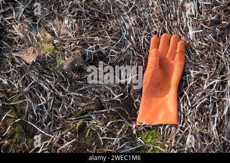 Orange rubber glove discarded on a seaweed covered beach in Prince Edward Island, Canada Stock Photo