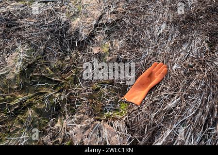 Orange rubber glove discarded on a seaweed covered beach in Prince Edward Island, Canada Stock Photo