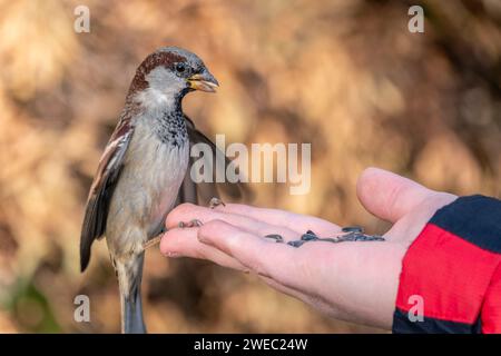 Sparrow eats seeds from a man's hand. A Sparrow bird sitting on the hand and eating nuts. Stock Photo