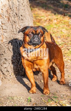 Brussels Griffon for a walk in the park. Funny brussels griffon dog walking on leaves at sunny day in forest Stock Photo