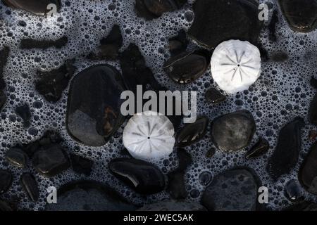 Sand dollars on rocks the shores of the ocean in New Zealand Stock Photo
