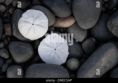Sand dollars on rocks the shores of the ocean in New Zealand Stock Photo
