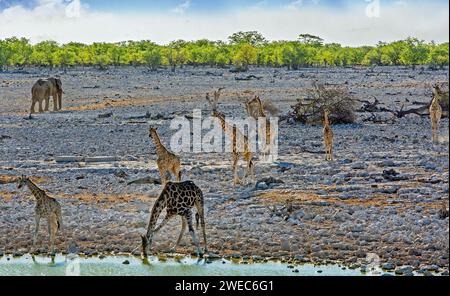A large group of giraffe come to a waterhole to drink, with a lone elephant walking away from the waterhole in the background. Stock Photo