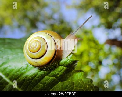 White-lip gardensnail, White-lipped snail, Garden snail, Smaller banded snail (Cepaea hortensis), on a leaf, Germany Stock Photo