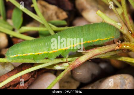 Dark Clouded Yellow, Common Clouded Yellow (Colias croceus, Colias crocea), caterpillar, Germany Stock Photo