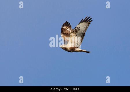 Roughlegged hawk (Buteo lagopus), juvenile, in flight, Nanaimo River ...