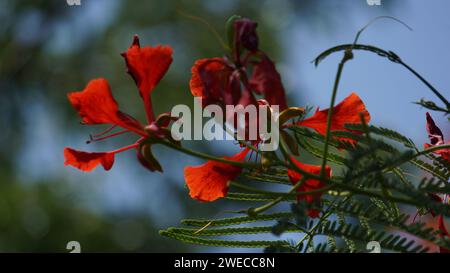 Delonix regia (Also called pohon Semarak Api, Flamboyan, royal poinciana, flamboyant, phoenix flower, flame of the forest, flame tree). Stock Photo