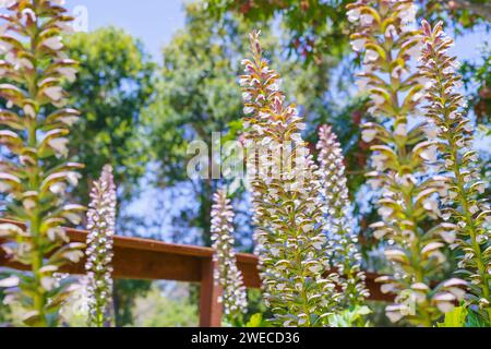 Acanthus, also known as Bear's Breech close-up in the garden. Decorative plants with attractive, shiny, lobed leaves, and a wonderful 2-6' tall spike Stock Photo