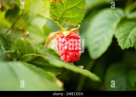 Raspberry fruit  ( Rubus idaeus) in the garden Stock Photo
