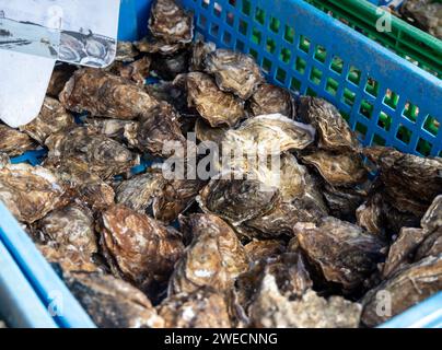 Fresh catch of french Gillardeau oysters molluscs in wooden box ready to eat close up Stock Photo