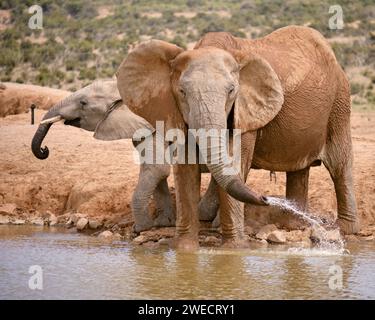 Two african elephant drinking playfully at water hole, one facing camera other in profile. Various ages, bigger expulsing water from trunk Stock Photo