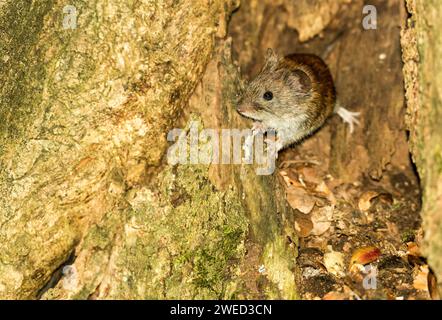 Red-backed vole (Myodes glareolus), also known as forest vole, looking out of a cave in a common oak (Quercus robur), also known as summer oak or Stock Photo