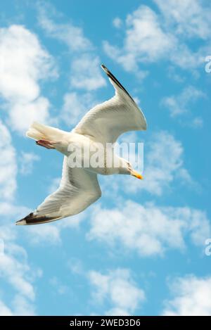 European herring gull (Larus argentatus), flying in front of summer sky with clouds, gull in flight with spread wings, open wings in front of clear Stock Photo