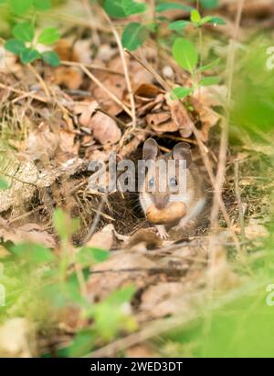 A small mouse, yellow-necked mouse (Apodemus flavicollis), with large ears and large, cute beady eyes peers curiously out of its mouse hole in the Stock Photo