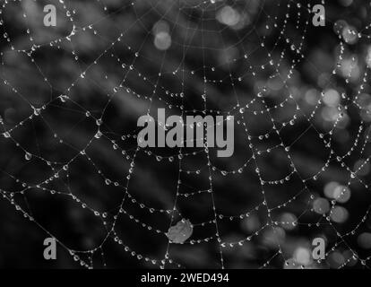 Black and white large spider web covered with water drops glistening against a blurry background Stock Photo
