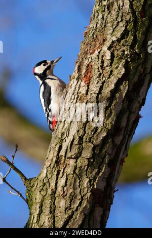 Great spotted woodpecker (Dendrocopos major), male sitting on a branch, Schleswig-Holstein, Germany Stock Photo