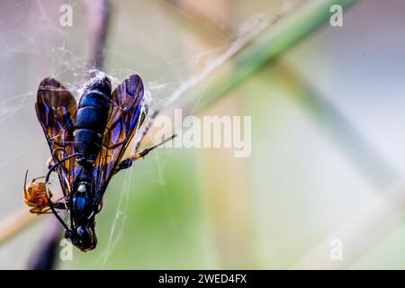 Spider attacking black winged insect caught in its web against soft blurred background Stock Photo