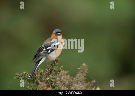 Common chaffinch (Fringilla coelebs) adult bird on a Gorse bush, Suffolk, England, United KIngdom Stock Photo