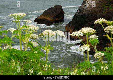 Cow parsnip near North Head, Cape Disappointment State Park, Lewis and Clark National Historical Park, Washington Stock Photo