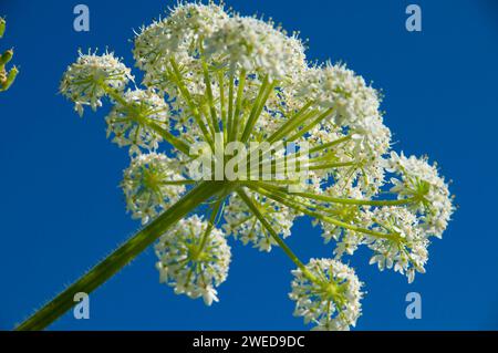 Cow parsnip, Cape Disappointment State Park, Lewis and Clark National Historical Park, Washington Stock Photo