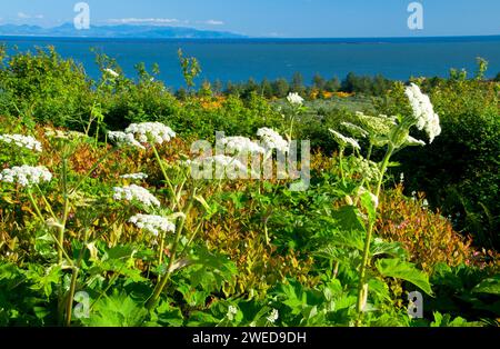 Cow parsnip on McKenzie Head, Cape Disappointment State Park, Lewis and Clark National Historical Park, Washington Stock Photo