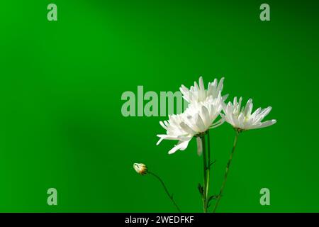 Small white flowers against green background copy space Stock Photo