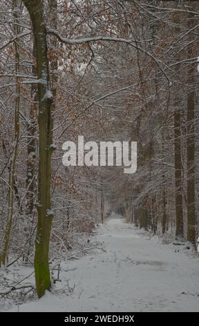 Dreamy and snowy pathway in the winter forest with dead leaves in light brown colors Stock Photo