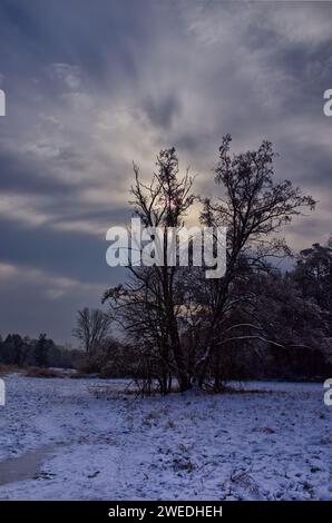 Single bifurcated tree in a snowy winter landscape with radial clouds forming a dramatic sky in pastel colors Stock Photo
