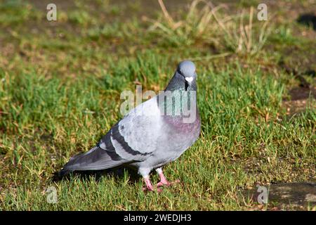 Columba livia - the rock pigeon or domestic pigeon, is a species of columbiform bird Stock Photo