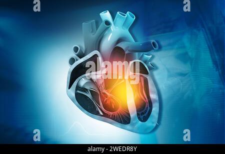 Cross section of human heart diagram on medical background. 3d ...