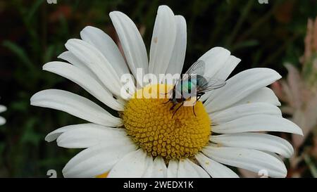 A bue fly on a daisy flower surrounded by green plants Stock Photo