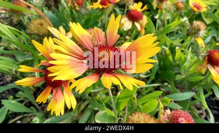 Some vibrant yellow and red flower blossoms gracefully amidst lush green field Stock Photo