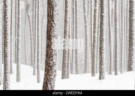 Beautiful abstract winter landscape with snow covered trees. High quality photo Stock Photo