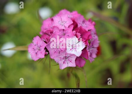 Single pink and white dianthus or sweet william flower Stock Photo