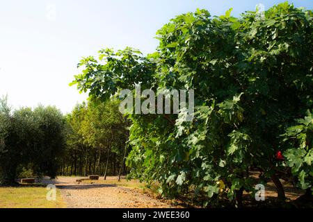 Agriculture in Italy – fig tree on a large plantation in Marche,, Italy Stock Photo