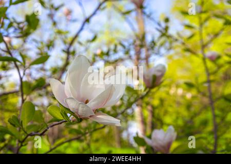 Blooming tree branch with white Magnolia soulangeana, Alba Superba flowers in park or garden on green background with copy space. Nature, floral, gard Stock Photo