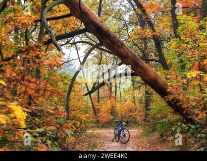Bicycle in the autumn forest with a fallen tree above the trail. Cycling in the forest. Stock Photo