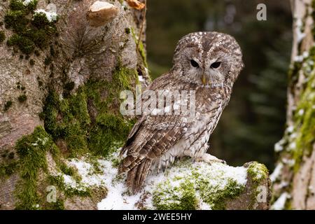 A tawny owl perched on a moss-covered tree in winter Stock Photo