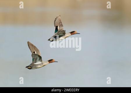 Teal - drakes in flight Anas crecca Essex, UK BI024515 Stock Photo