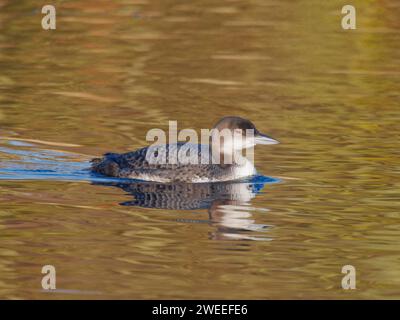 Great Northern Diver - winter plumage Gavia immer Essex,UK BI039215 Stock Photo