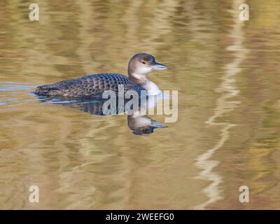 Great Northern Diver - winter plumage Gavia immer Essex,UK BI039221 Stock Photo