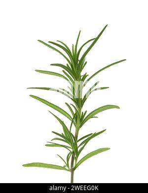 Fresh sprig of Rosemary isolated on white background Stock Photo