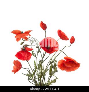 bunch of bright red poppies isolated on wjite background Stock Photo ...